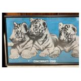 Bengals White Cubs born 1974 at Cincinnati Zoo