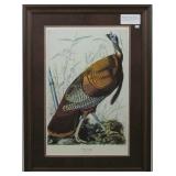 Wild Turkey by John J. Audubon