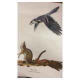 Estate Ray Harm Blue Jay Print 1965