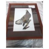 John Audobon Prints