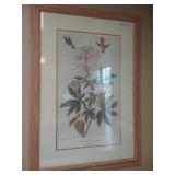 John.J.Audubon print american artist 1785-1851