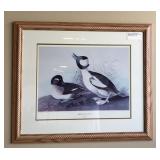 John Audobon Buffet Headed Duck Print