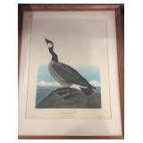 J J. Audubon "Hutchin