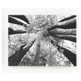 A8000035 Large 48 x 36 Anaya Oil On Canvas