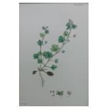 Hand Colored Antique Botanical Engravings