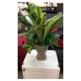 Decorative Plant