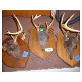3 antlers