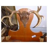 Antlers & hooves
