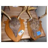 2 antlers