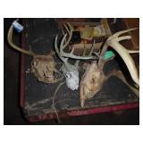 3 deer skulls/antlers