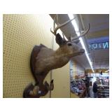 Vintage deer head mount Vintage deer head mount