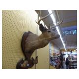 Vintage deer head mount