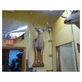 Vintage deer full front mount Vintage deer full front mount
