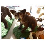 Vintage bear cub taxidermy Vintage bear cub taxidermy