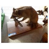 Vintage raccoon taxidermy