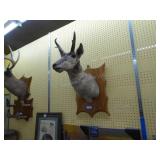 Vintage antelope head mount Vintage antelope head mount