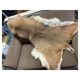 Whitetail Deer Hide