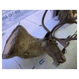 Caribou mount