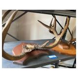 2 Antler Mounts