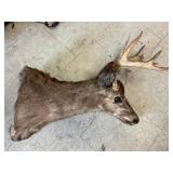Head Mount Deer