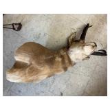 Head Mount Animal