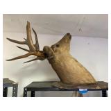Head Mount Deer