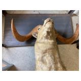 Head Mount Sheep