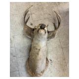 Head Mount Deer
