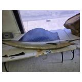 Sword fish