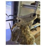 Vintage goat mount