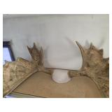 Moose Antlers