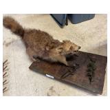 Raccoon Mount