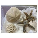 Sea Shells