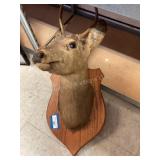 Head Mount Deer
