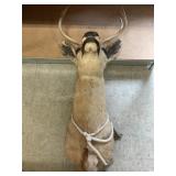 Head Mount Deer