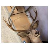 Shoulder Mount Deer