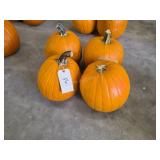 4 medium size Pumpkins