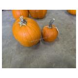 2 smaller Pumpkins