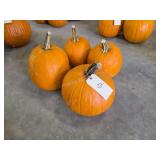 4 varying size Pumpkins
