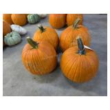 4 Large Pumpkins