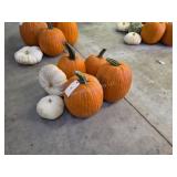 4 Large Pumpkins and assorted Gords