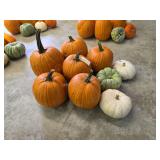 6 Large Pumpkins and assorted Gords
