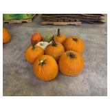 6 Large Pumpkins and assorted Gords