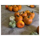 6 Pumpkins and assorted Gords
