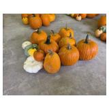 8 Large Pumpkins and assorted Gords