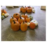 6 Large Pumpkins and assorted Gords