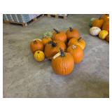 8 Large Pumpkins and assorted Gords