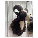 BLACK AND WHITE 4 HORNED SHEEP
