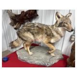 COYOTE MOUNT ON PEDISTAL 30 WIDE 27 TALL