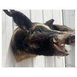 HOG MOUNT FROM TENNESSEE